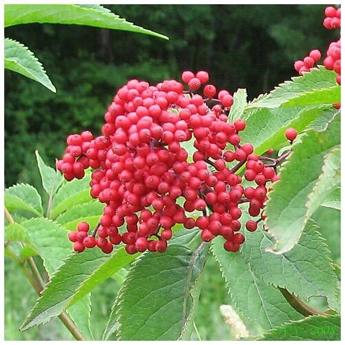 Бузина красная (лат. Sambucus racemosa) семена