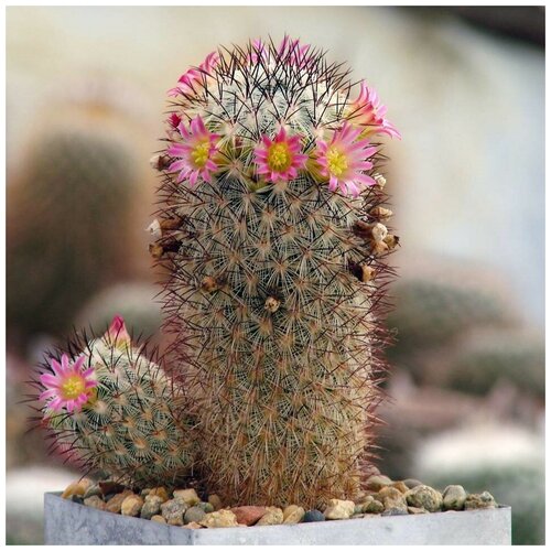 Семена Орешка Суккулент Кактус Mammillaria microchelia ML-285 10