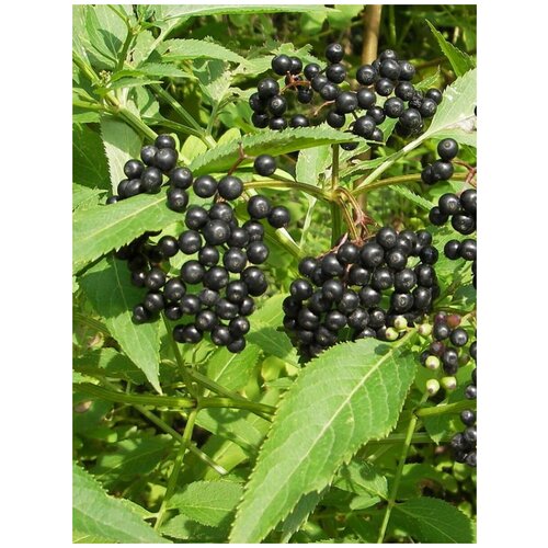 Семена Бузина черная (Sambucus nigra), 30