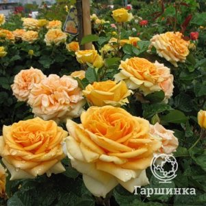 Роза Лион чайно-гибридная, Imperial Rose