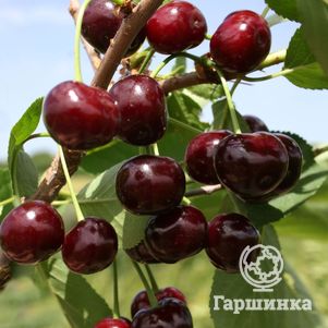  Вишня Жуковская