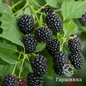 Ежевика Кэддо