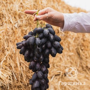Виноград плодовый Виноград Торнадо столовый