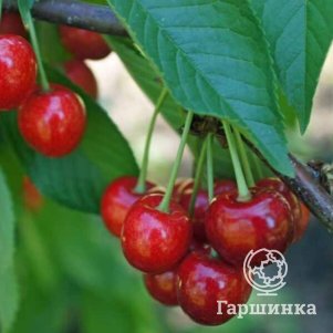  Вишня Малышка