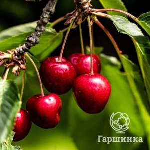   Гаршинка Вишня Ашинская