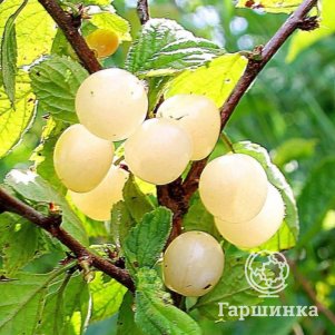  Вишня войлочная Сновит