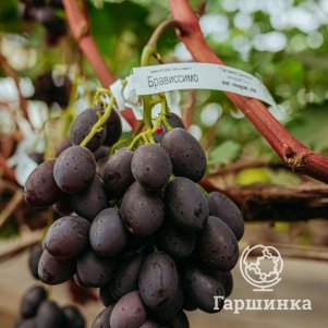 Виноград плодовый Виноград Кишмиш Брависсимо