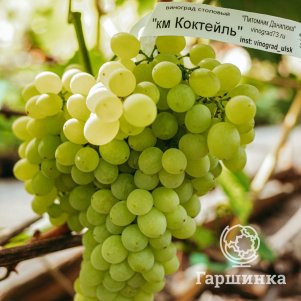 Виноград плодовый  Гаршинка Виноград Кишмиш Коктейль