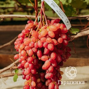 Виноград плодовый  Гаршинка Виноград Кишмиш Велес