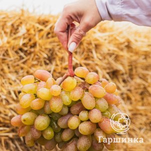 Виноград плодовый Виноград Юлиан столовый