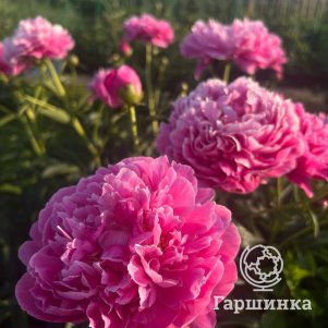 Пион Канзас