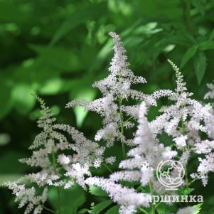 Астильба китайская Вижн ин Вайт