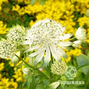 Астранция Альба