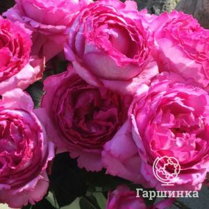  Роза Ив Пьяже чайно-гибридная, Imperial Rose