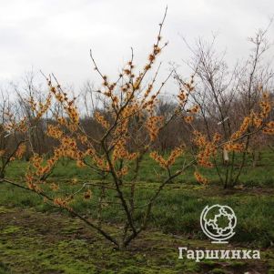 Гамамелис Оранж Бьюти