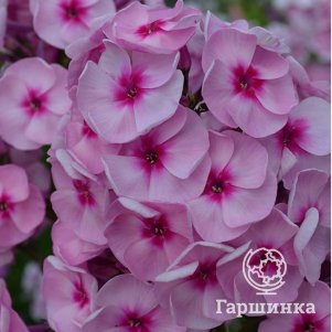  Флокс Цитадель метельчатый