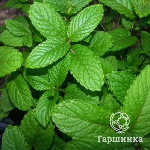  Гаршинка Мята Вейнманц