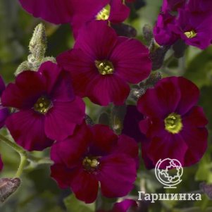 Обриета Акцент Бургунди