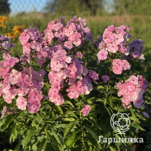 Флоксы метельчатые российской селекции  Гаршинка Флокс Татьяна