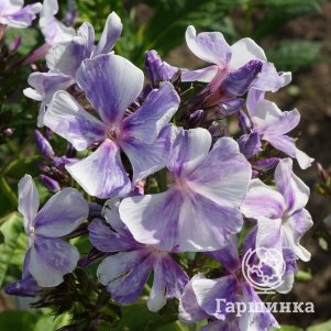   Гаршинка Флокс Гжель Макси