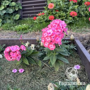  Флокс Илларион