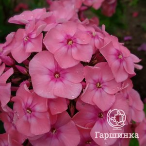   Гаршинка Флокс Румяная малышка