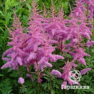 Астильба Арендса Аметист