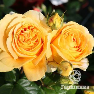Розы чайно-гибридные, Imperial Rose  Гаршинка Роза Люмен чайно-гибридная, Imperial Rose