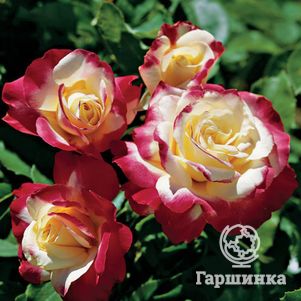   Гаршинка Роза Дабл Делайт чайно-гибридная, Imperial Rose