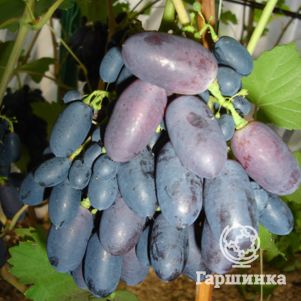 Виноград плодовый Виноград Кодрянка сладкий ранний