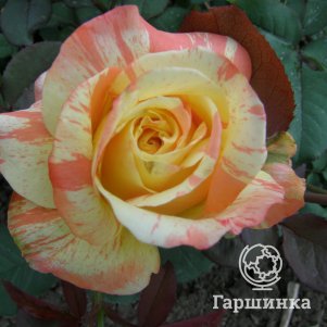   Гаршинка Роза Марвел чайно-гибридная, Imperial Rose