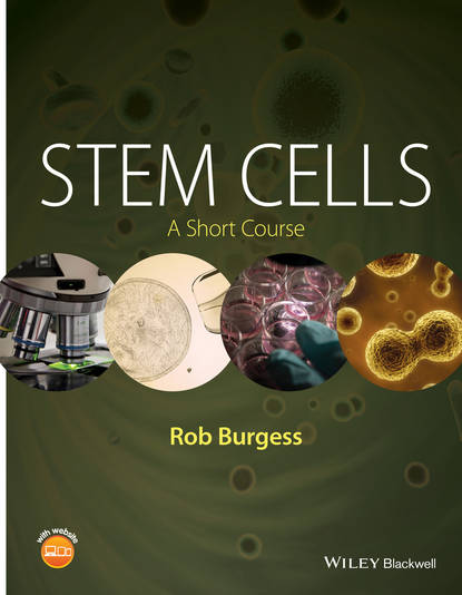 Stem Cells