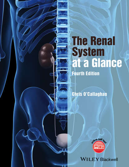 урология и нефрология The Renal System at a Glance