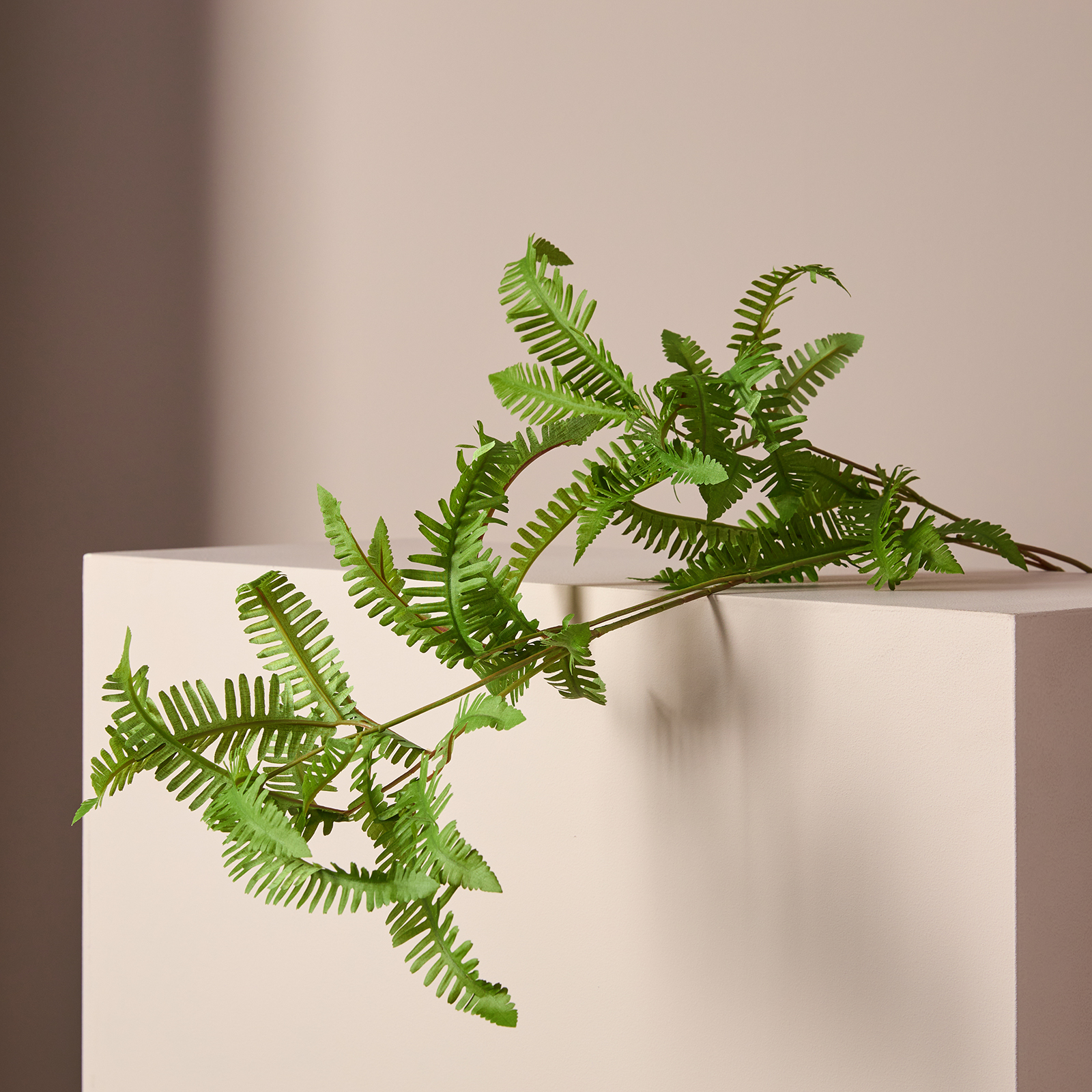 Ветвь Fern