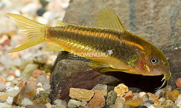 (НРБ)Сом коридорас золотистый (Corydoras aeneus)