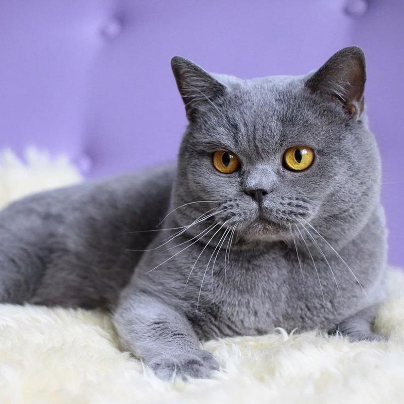 5D DIY алмазная живопись прекрасный кот вышивка крестиком полная круглая дрель стразы мозаика Алмазная вышивка животные домашний декор подарок Full Round 20x20CM
