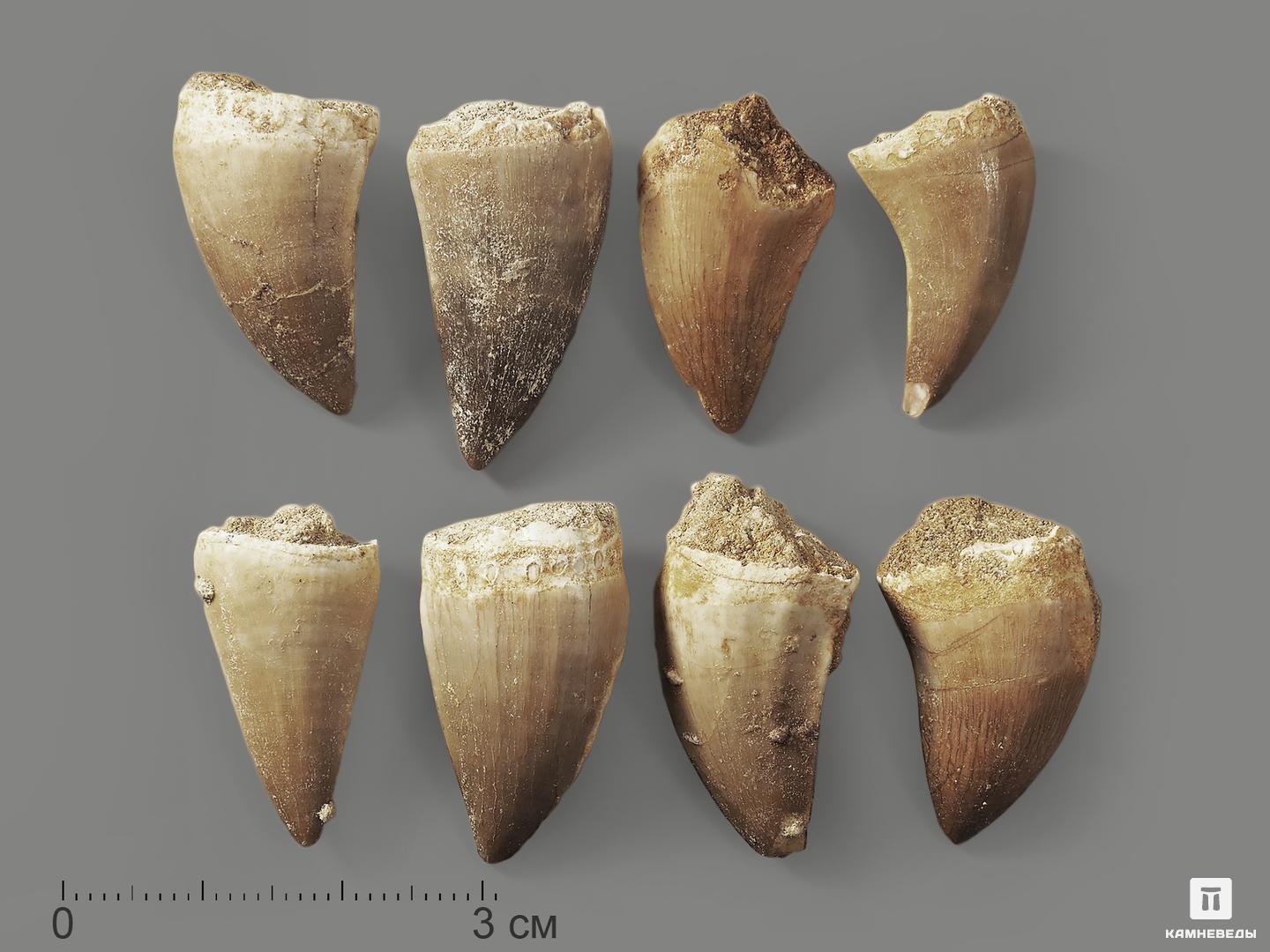  Зуб мозазавра окаменелый (Mosasaurus anceps), 2-2,5 см