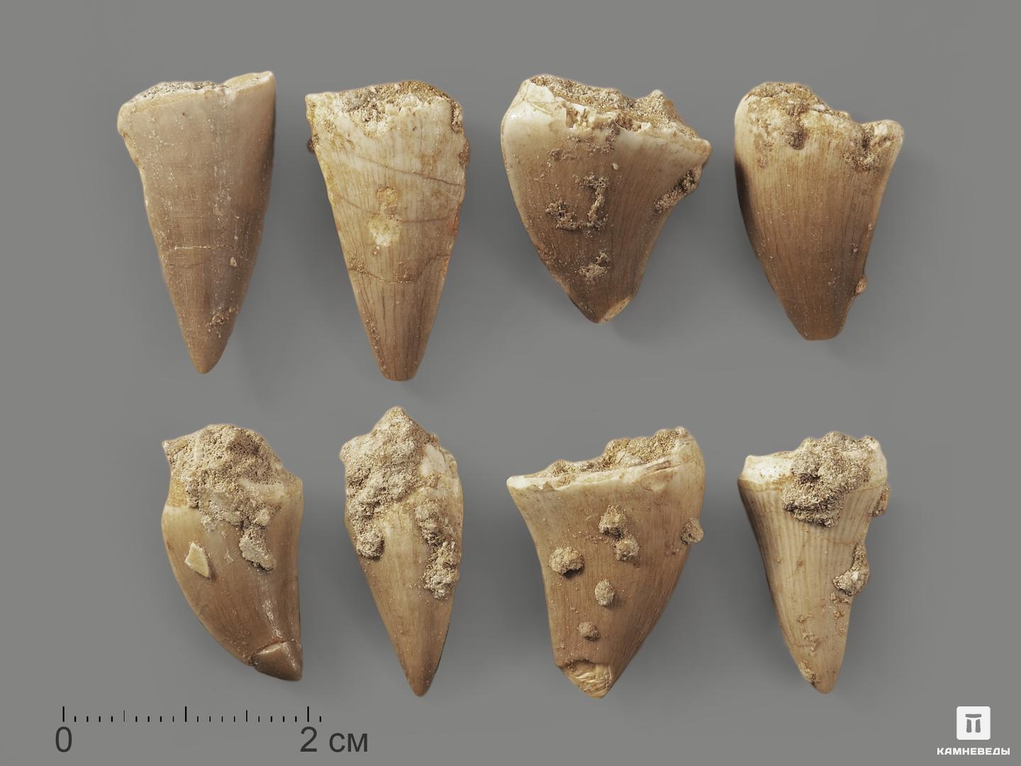  Зуб мозазавра окаменелый (Mosasaurus anceps), 2-3 см