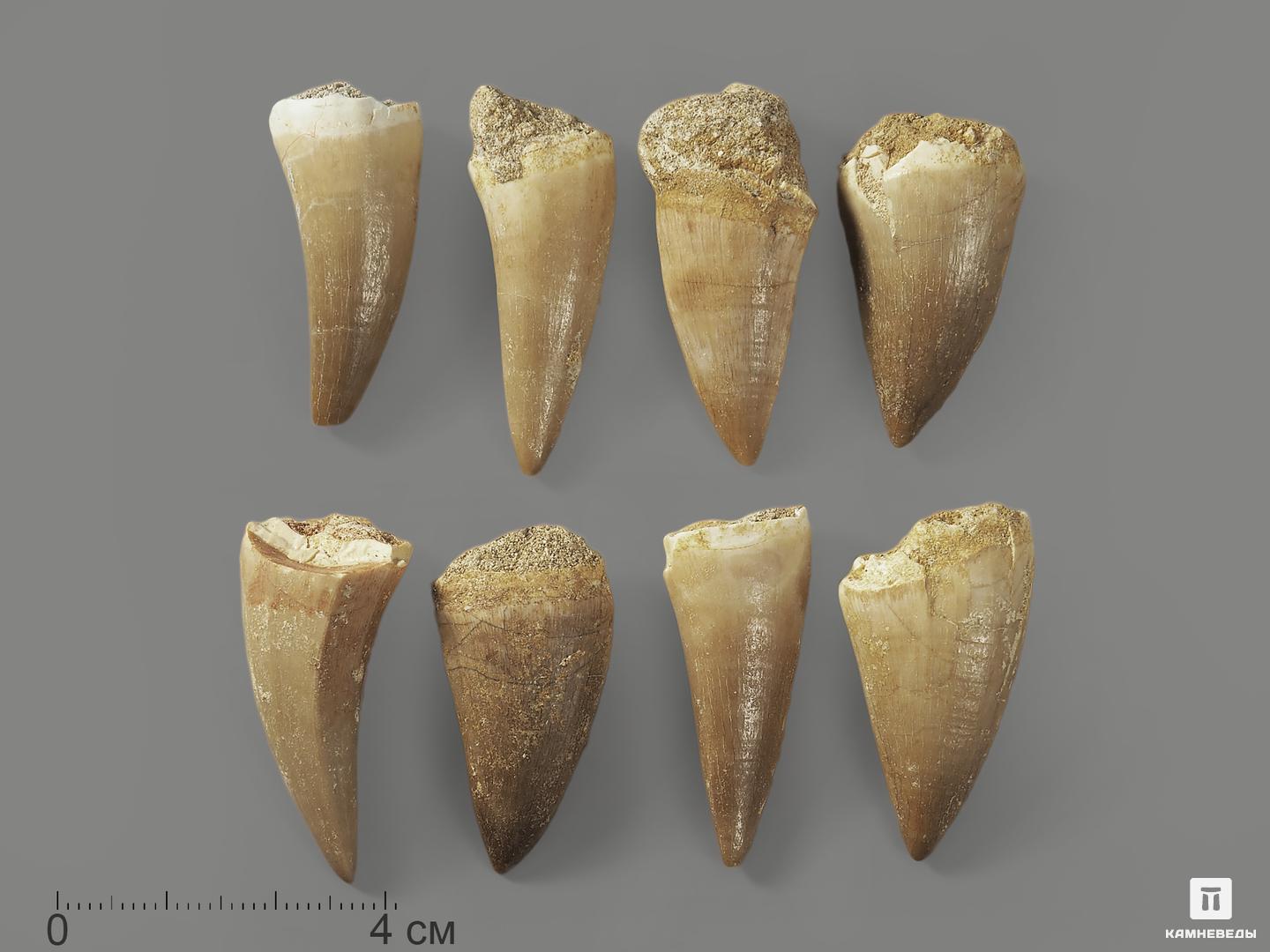  Зуб мозазавра окаменелый (Mosasaurus anceps), 3-4 см