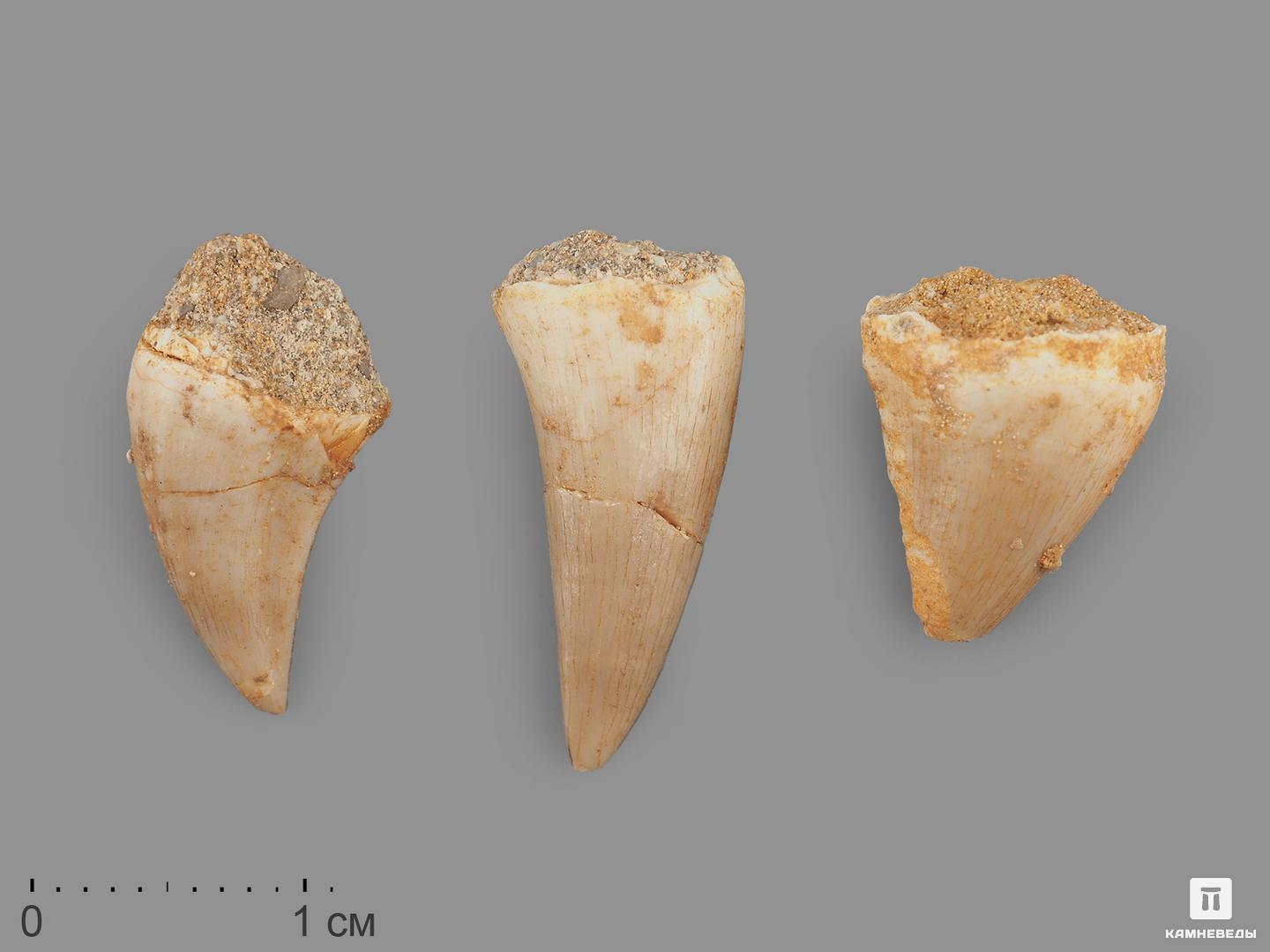   Камневеды Зуб мозазавра окаменелый (Mosasaurus anceps), 1,5-2 см