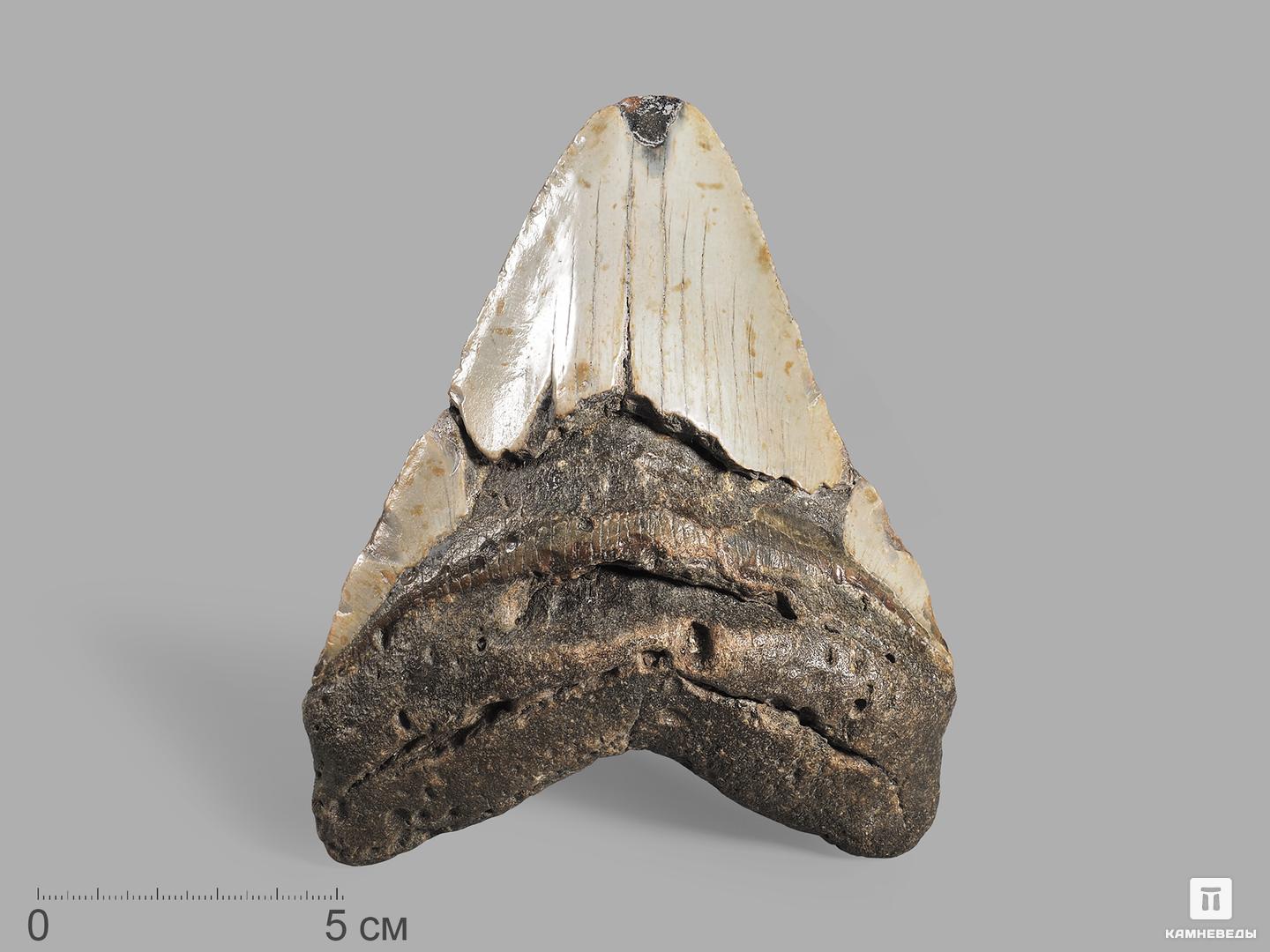  Зуб акулы Carcharocles megalodon, 13х10,7х3 см