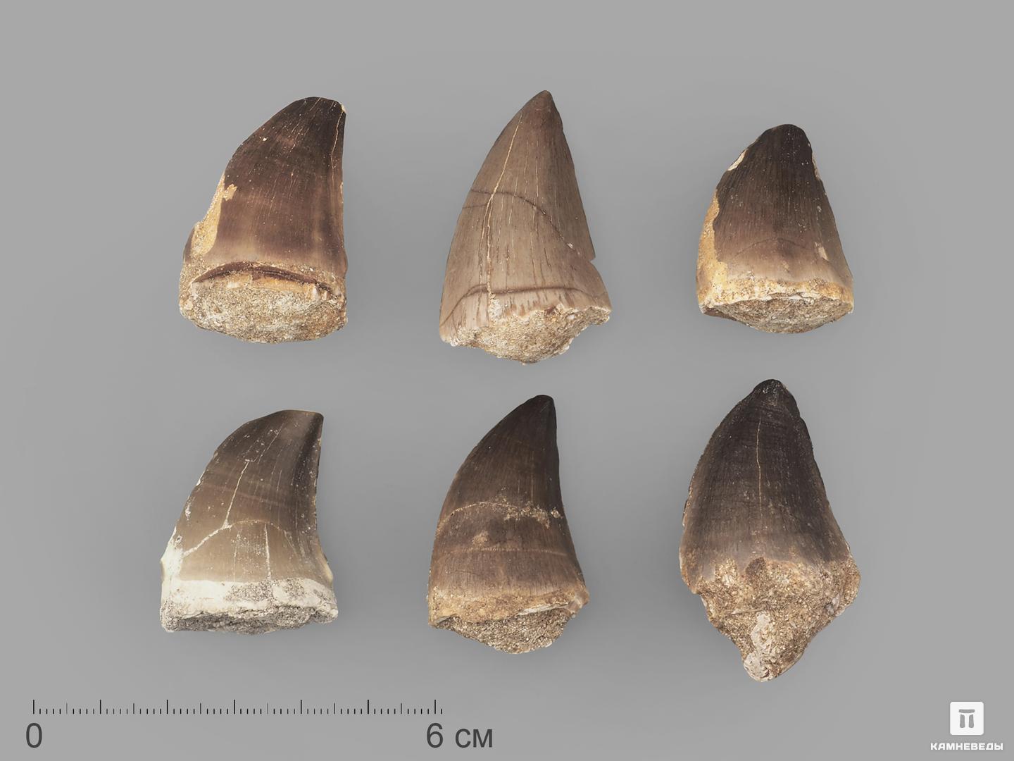   Камневеды Зуб мозазавра окаменелый (Mosasaurus anceps), 3,5-4,5 см