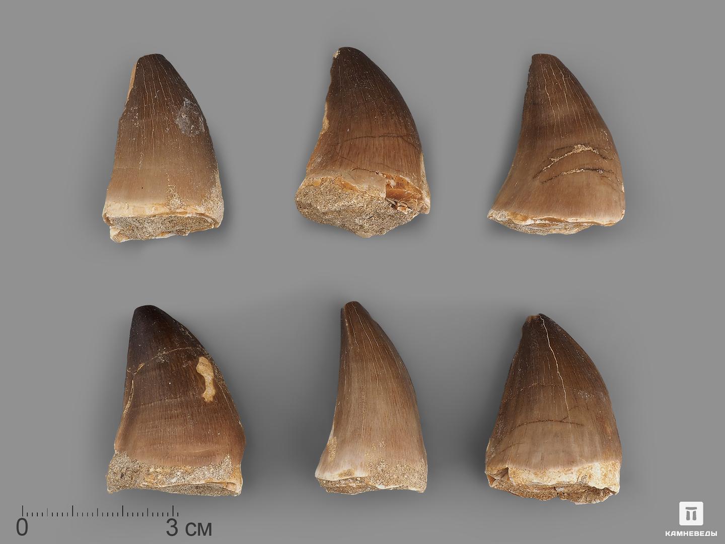   Камневеды Зуб мозазавра окаменелый (Mosasaurus anceps), 4-5 см