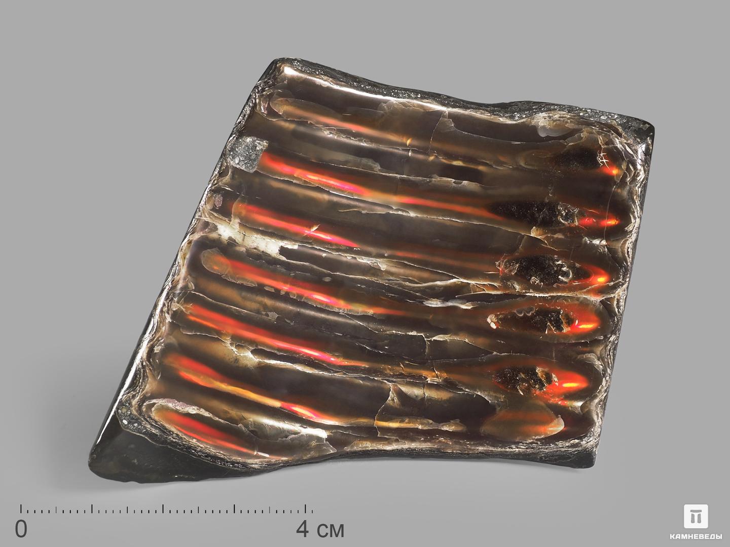   Камневеды Аммолит (ископаемый перламутр аммонита), 7х6,5х1 см