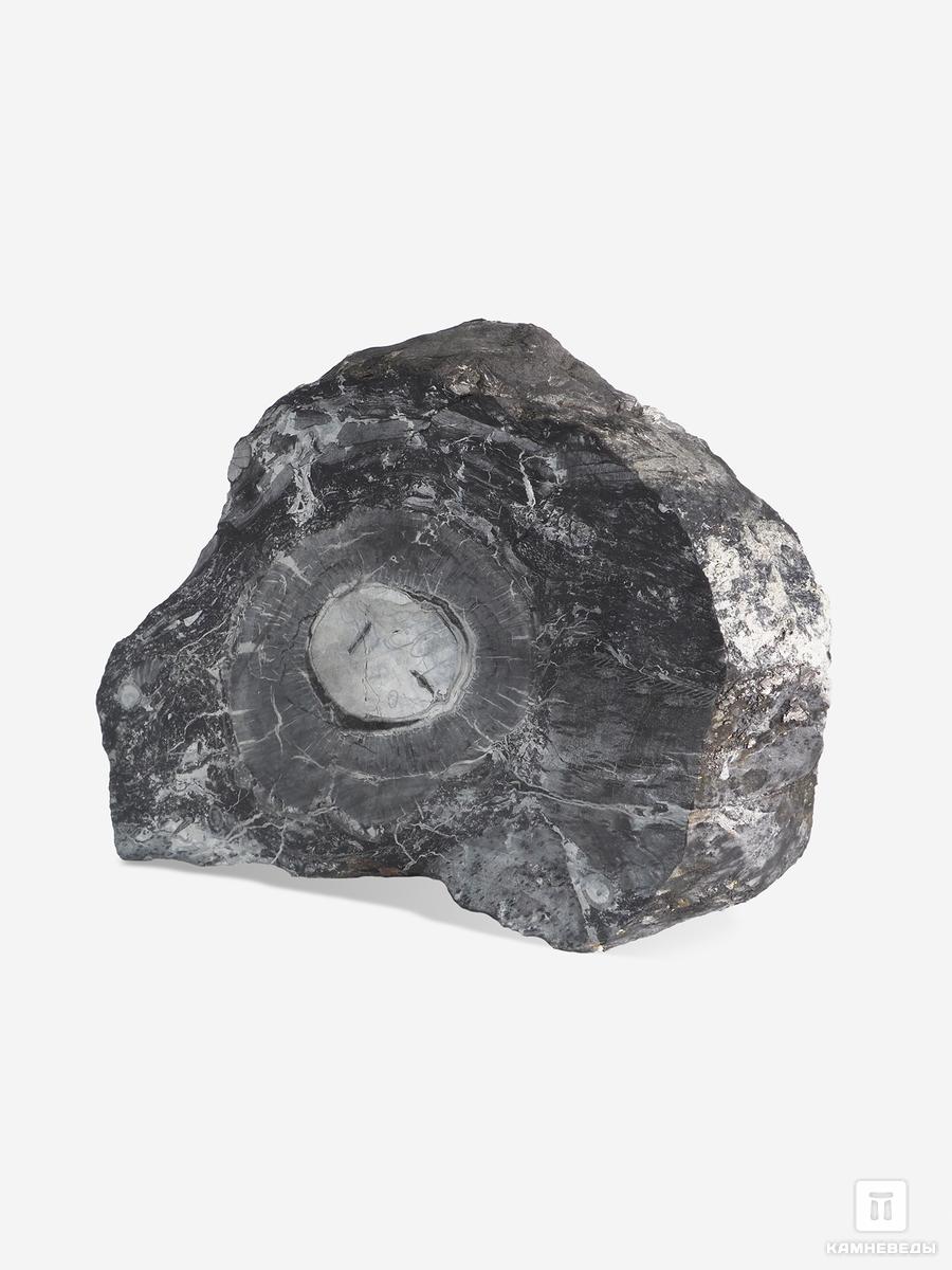 Угольная почка (Coal ball) с отпечатком стеблей Calamitaceae sp. и Medullosales sp., 15,3х10,4х4 см