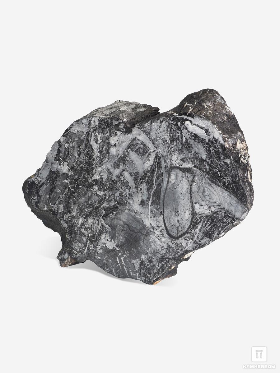 Угольная почка (Coal ball) с отпечатком стеблей Medullosales sp., 18,3х12,5х2,2 см