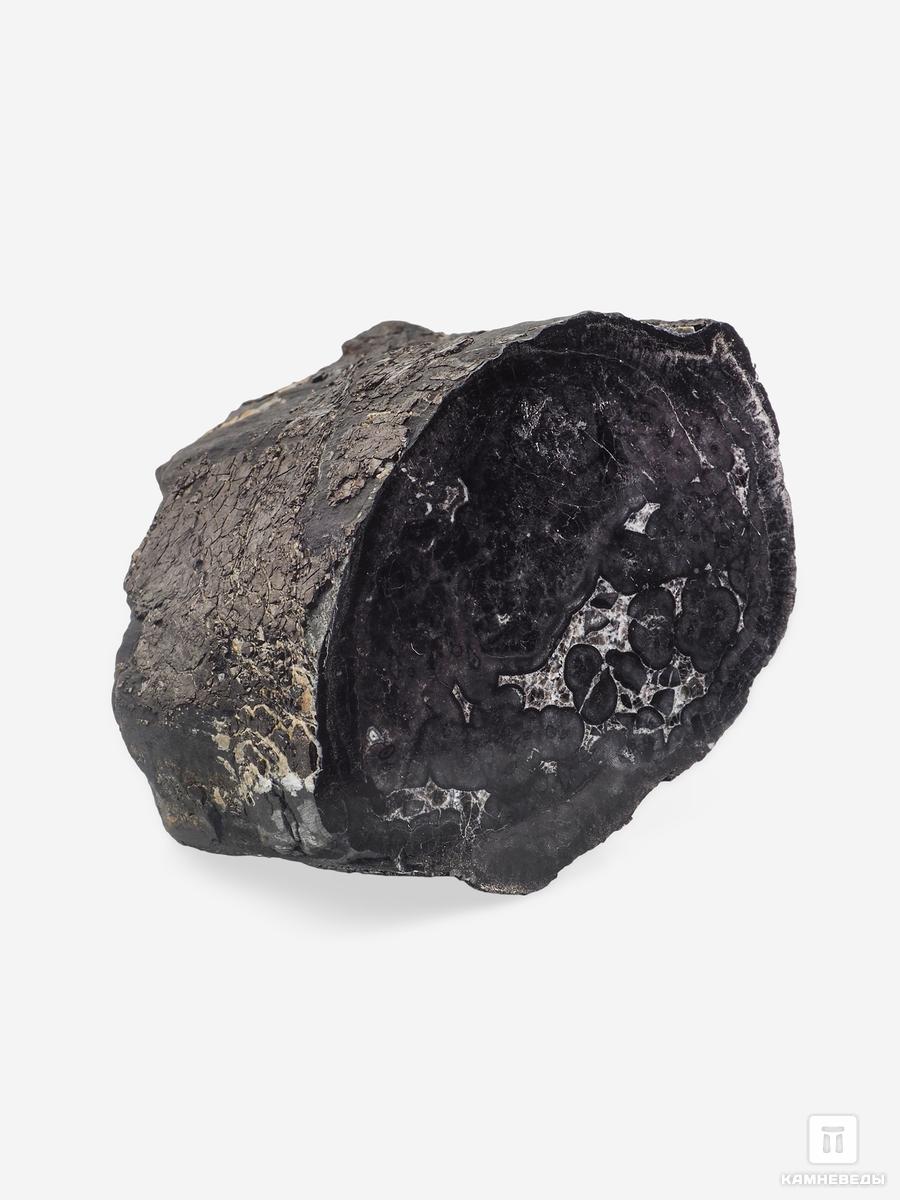 Угольная почка (Coal ball) с отпечатком хвощевидного растения, 13,9х11,9х7,9 см