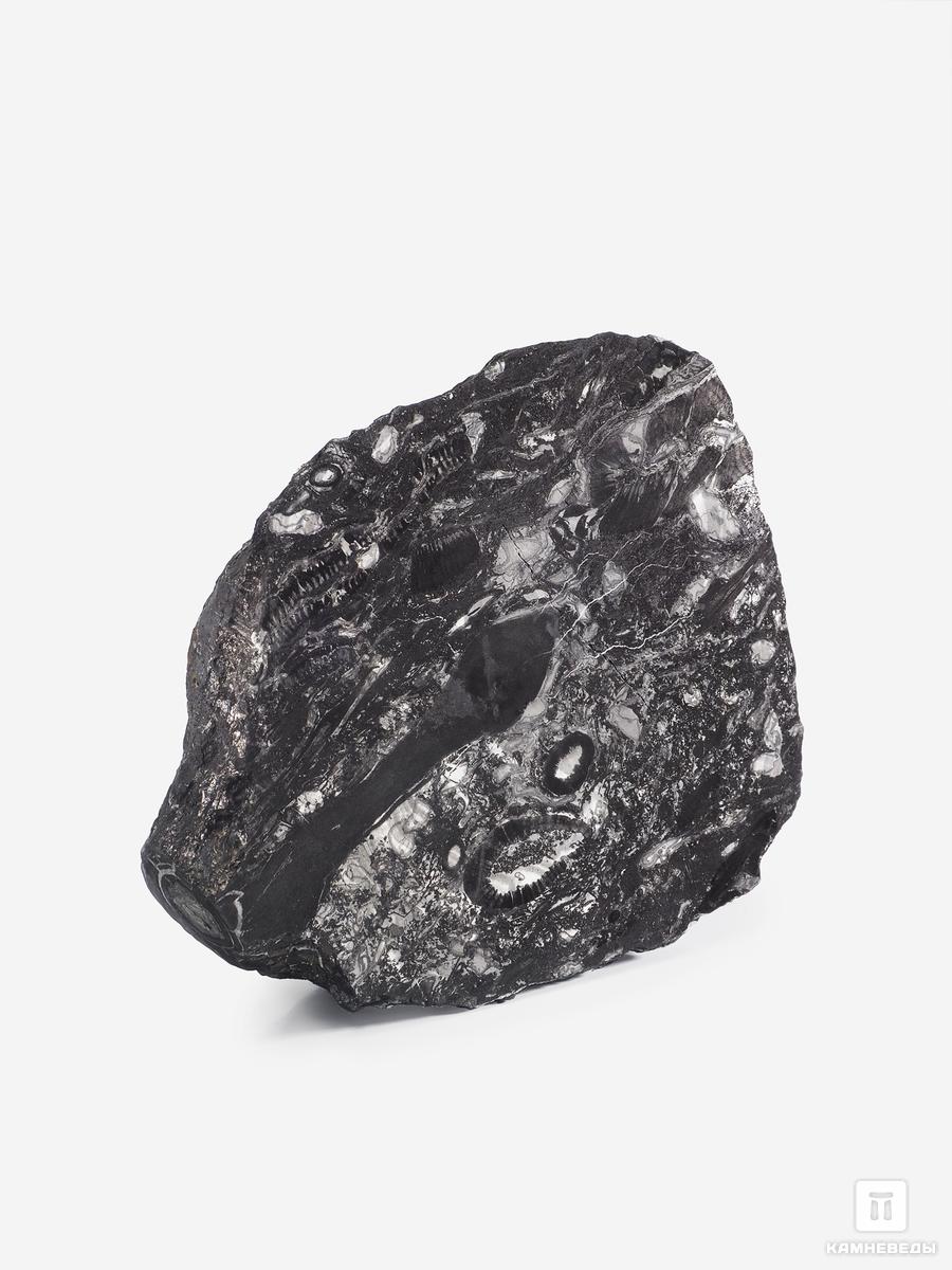 Угольная почка (Coal ball) с отпечатком стебля Artropytes, 14,1х12,6х4,1 см