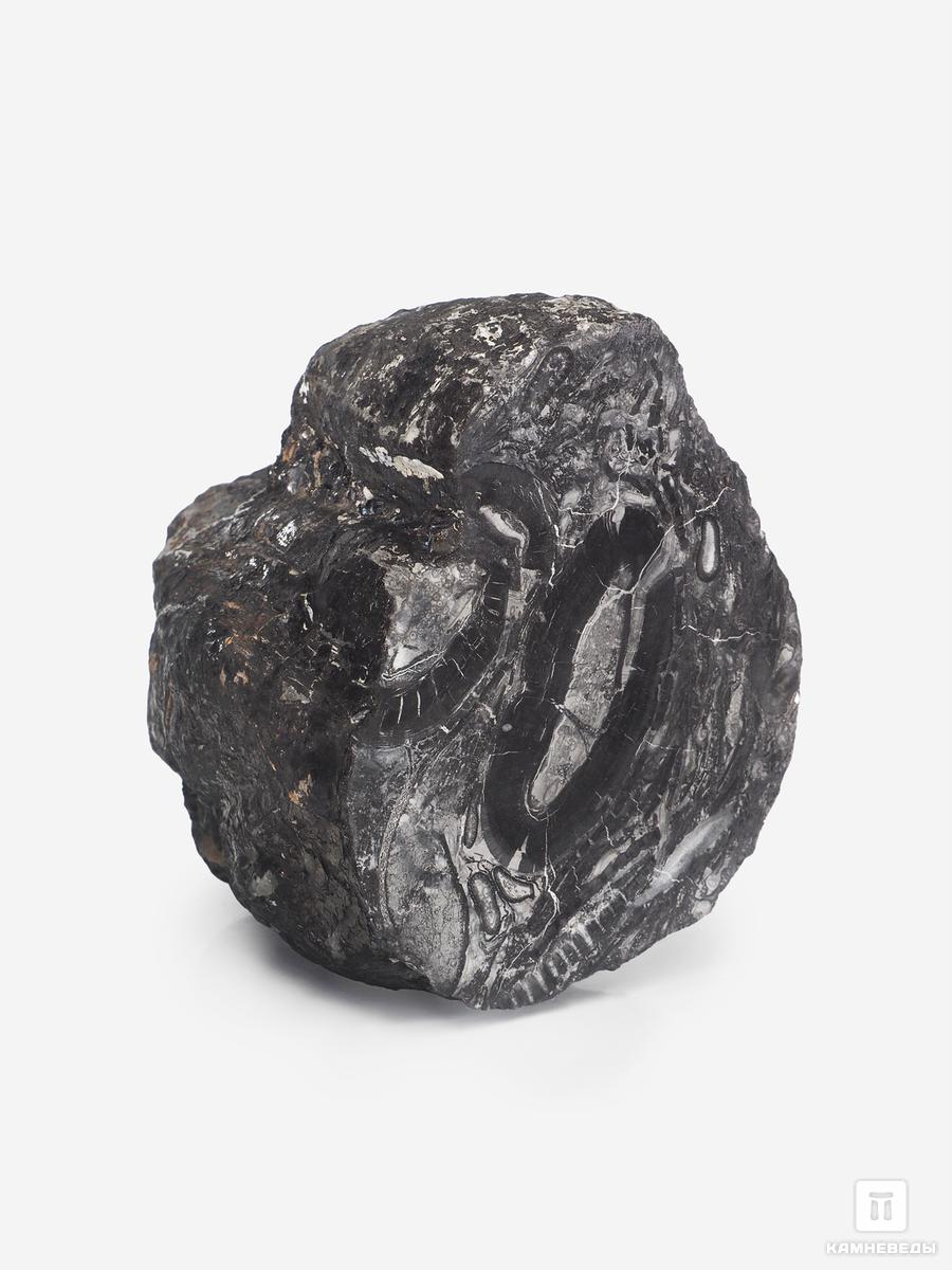 Угольная почка (Coal ball), 10,6х9,7х7,1 см