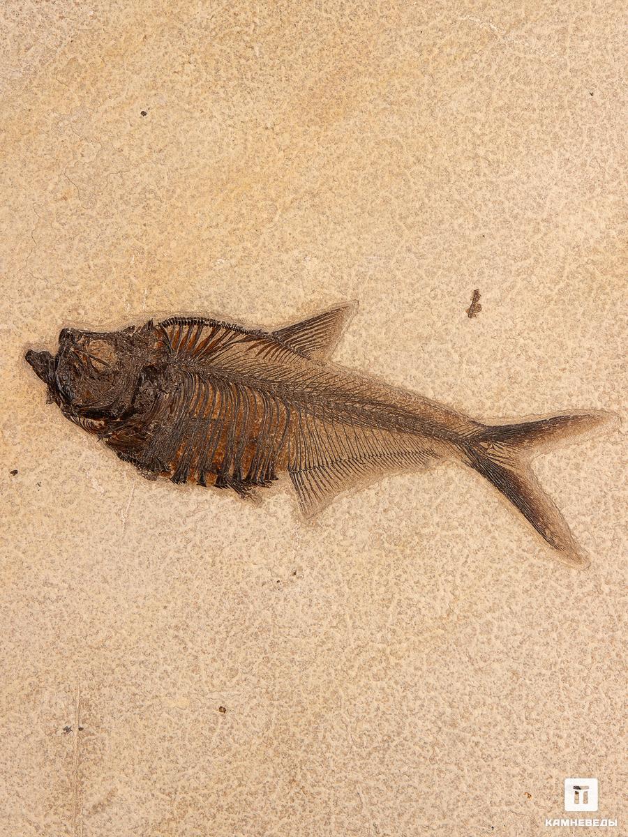 Рыба Diplomystus sp., 33,5х32х1,3 см
